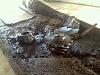 havin to rebuild whole front end-74478_449919572466_548972466_5672530_1267495_n.jpg