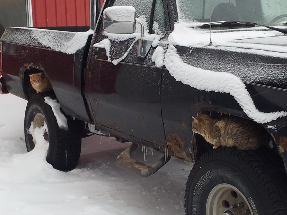 dodge ram fender flares to cover rust