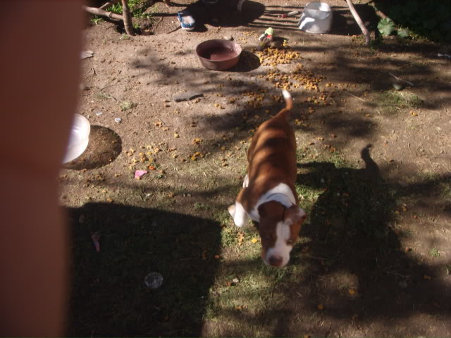 Name:  pics107-1.jpg
Views: 43
Size:  65.1 KB