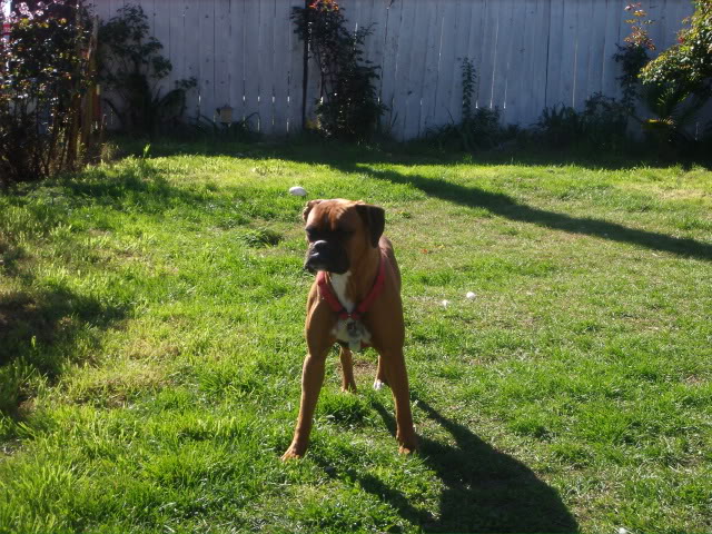 Name:  pics115.jpg
Views: 35
Size:  115.3 KB