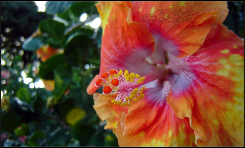 Name:  flower002.jpg
Views: 32
Size:  62.1 KB