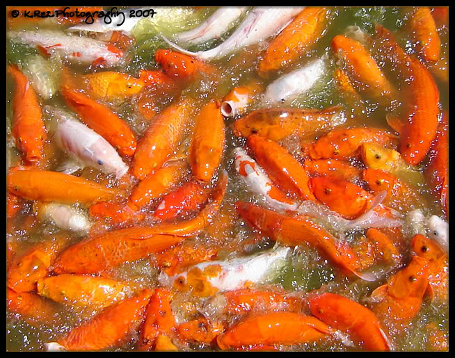 Name:  d672a5fa.jpg
Views: 31
Size:  132.0 KB