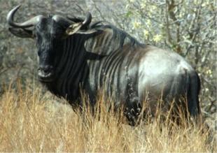 Name:  4a772f53acaac_blue-wildebeest-07.jpg
Views: 12
Size:  16.9 KB