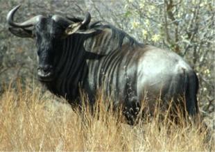Name:  4a772f53acaac_blue-wildebeest-07.jpg
Views: 20
Size:  16.9 KB