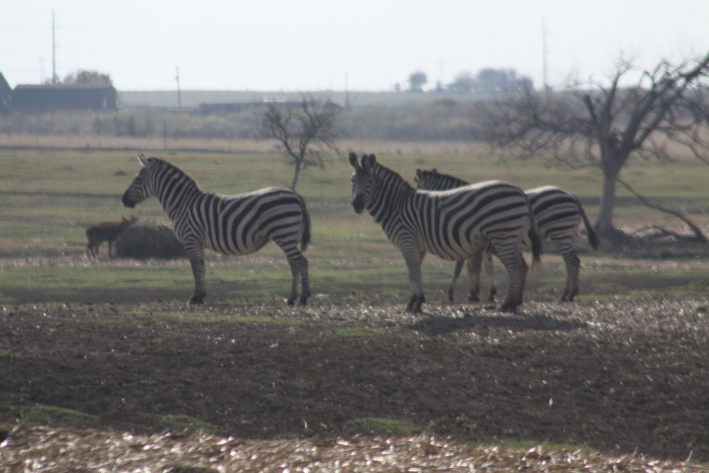 Name:  IMG_7617.jpg
Views: 87
Size:  157.5 KB
