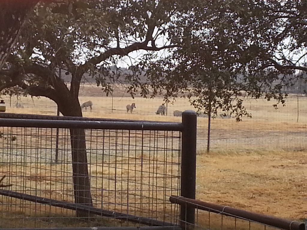 Name:  zebras.jpg
Views: 79
Size:  377.3 KB