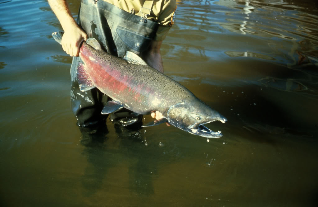 Name:  Chinook_Salmon.jpg
Views: 31
Size:  81.7 KB
