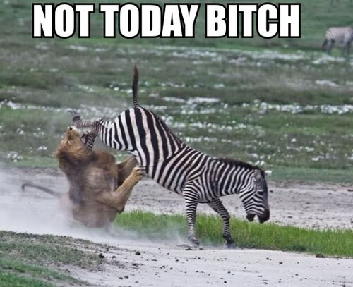 Name:  funny-zebra-lion-kick-not-today.jpg
Views: 22
Size:  44.6 KB