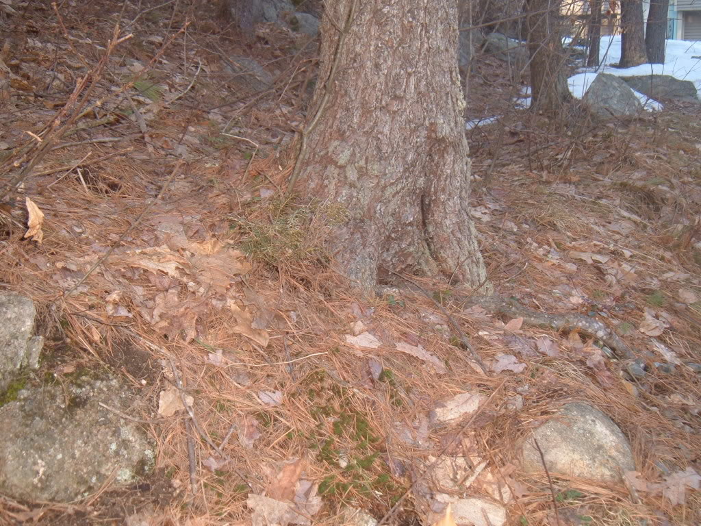 Name:  DSCF0507.jpg
Views: 25
Size:  243.3 KB