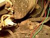 anyone know what this is?-img_20110511_060350.jpg