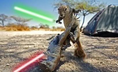 Name:  Ground_Squirrel_Fight.jpg
Views: 39
Size:  21.5 KB