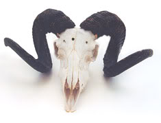 Name:  BlackRam.jpg
Views: 34
Size:  6.1 KB