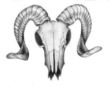 Name:  Ram-Skull-1.jpg
Views: 40
Size:  13.2 KB