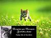 Cracked Windshield-14982d1245688120-goalkeeper-vs-phalanx-necropost-kitten.jpg