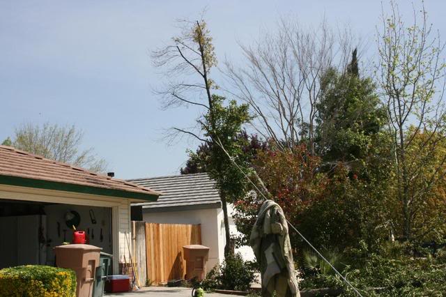 Name:  treedisaster003.jpg
Views: 78
Size:  61.3 KB