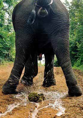 Name:  elephant-splash.jpg
Views: 36
Size:  26.6 KB