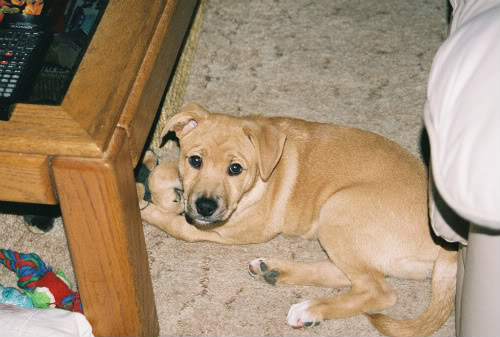 Name:  jackpuppy.jpg
Views: 15
Size:  45.1 KB