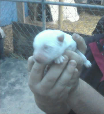 Name:  p-1.jpg
Views: 21
Size:  20.0 KB