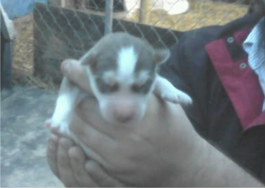 Name:  p2-1.jpg
Views: 27
Size:  14.8 KB