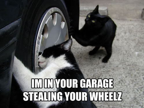 Name:  rimstealcat.jpg
Views: 54
Size:  36.5 KB
