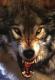 Desertwolf's Avatar