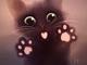 Kitten_stampede's Avatar